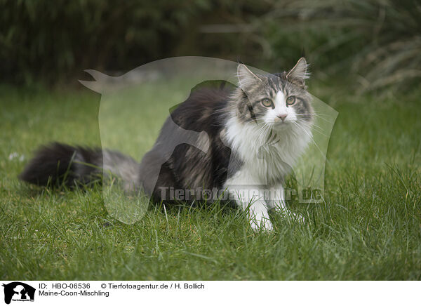 Maine-Coon-Mischling / Maine-Coon-Cross / HBO-06536