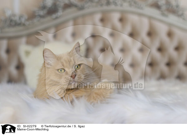 Maine-Coon-Mischling / SI-02279