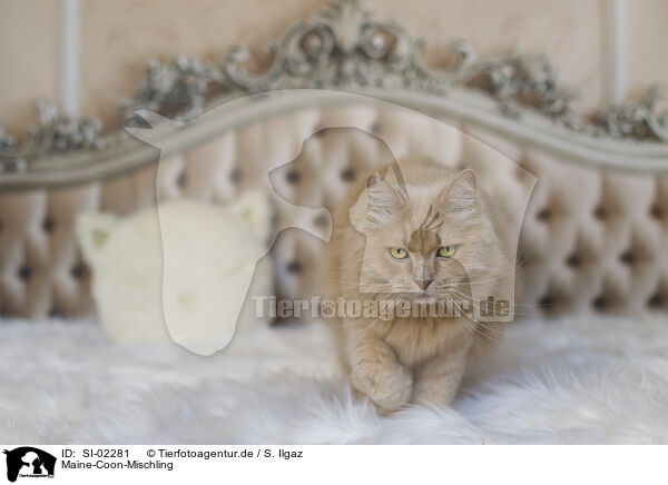 Maine-Coon-Mischling / SI-02281