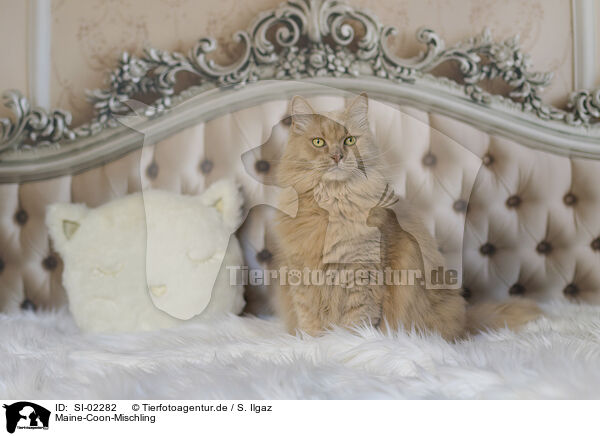 Maine-Coon-Mischling / SI-02282