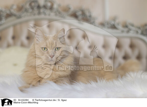 Maine-Coon-Mischling / Maine-Coon-Cross / SI-02284