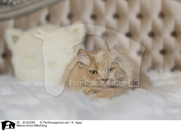 Maine-Coon-Mischling / SI-02285
