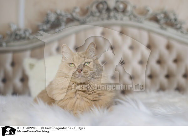Maine-Coon-Mischling / Maine-Coon-Cross / SI-02288