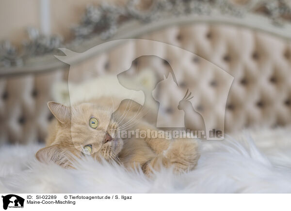 Maine-Coon-Mischling / SI-02289