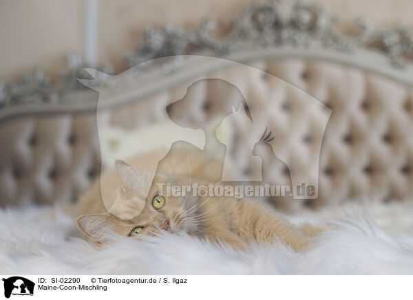 Maine-Coon-Mischling / SI-02290
