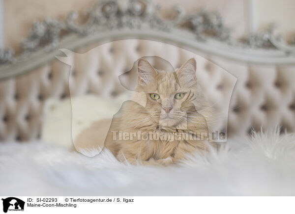 Maine-Coon-Mischling / SI-02293