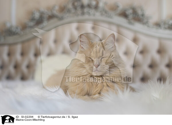 Maine-Coon-Mischling / SI-02294