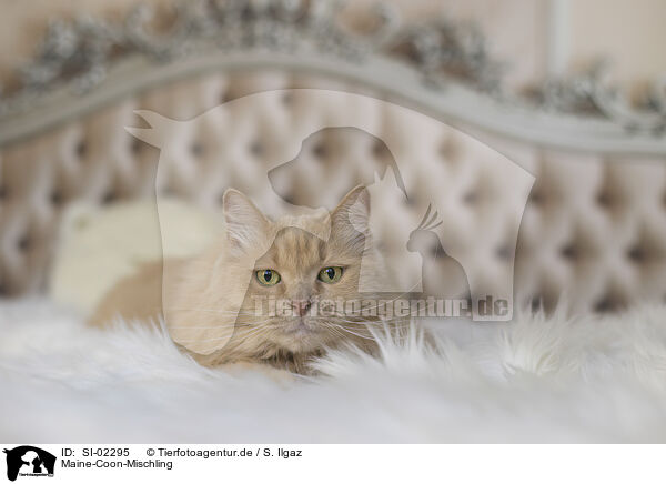 Maine-Coon-Mischling / SI-02295
