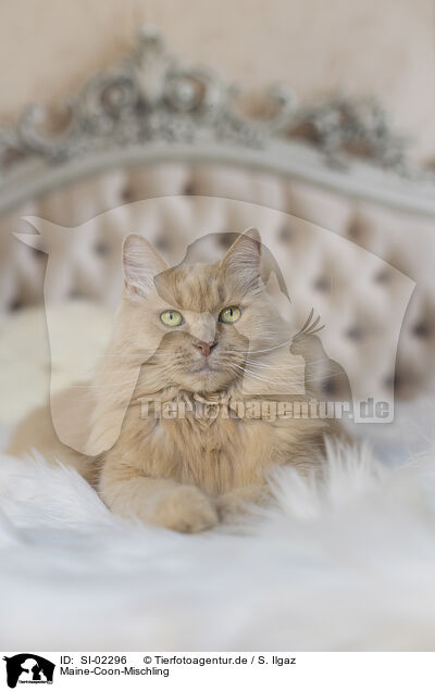 Maine-Coon-Mischling / SI-02296