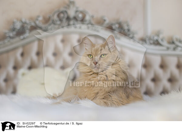 Maine-Coon-Mischling / SI-02297