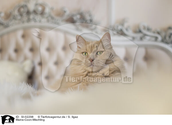 Maine-Coon-Mischling / SI-02298