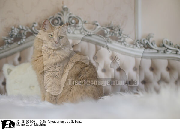 Maine-Coon-Mischling / SI-02300