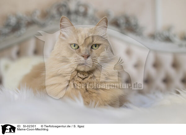 Maine-Coon-Mischling / SI-02301