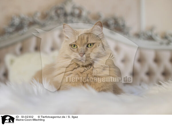 Maine-Coon-Mischling / SI-02302