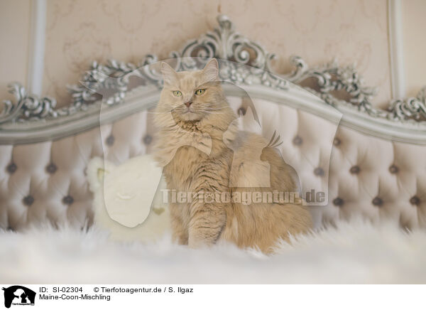 Maine-Coon-Mischling / SI-02304