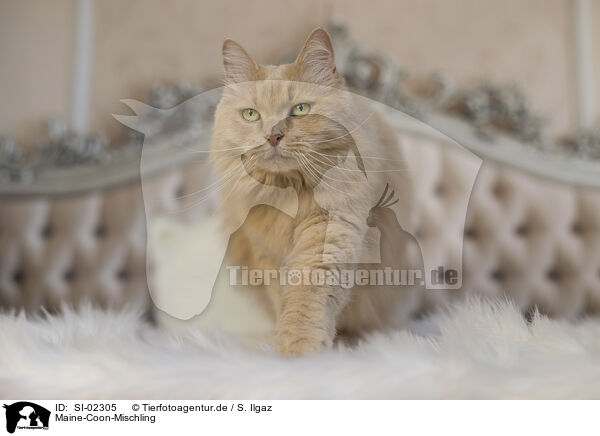 Maine-Coon-Mischling / SI-02305