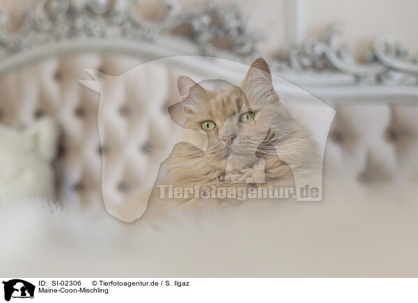 Maine-Coon-Mischling / SI-02306