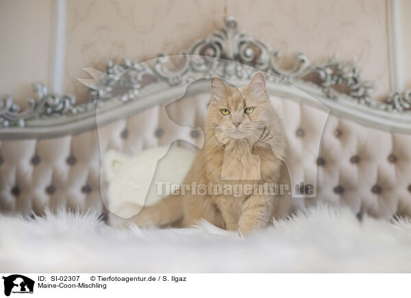 Maine-Coon-Mischling / SI-02307