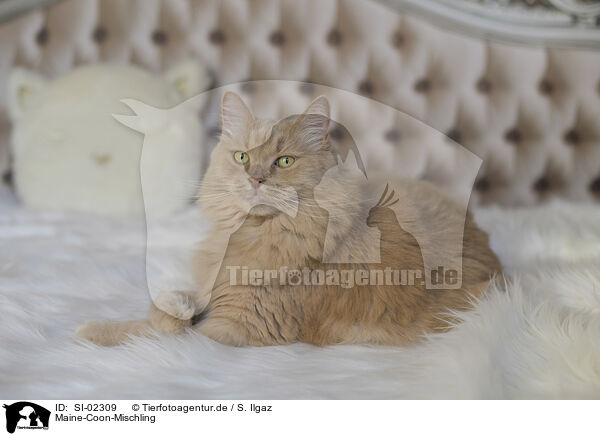 Maine-Coon-Mischling / Maine-Coon-Cross / SI-02309