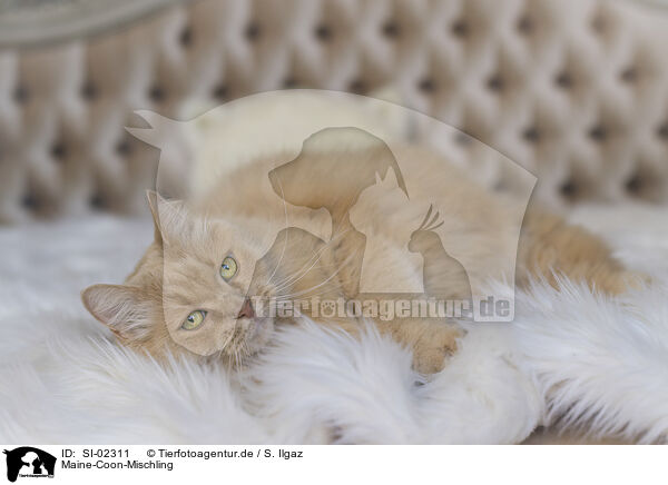 Maine-Coon-Mischling / SI-02311