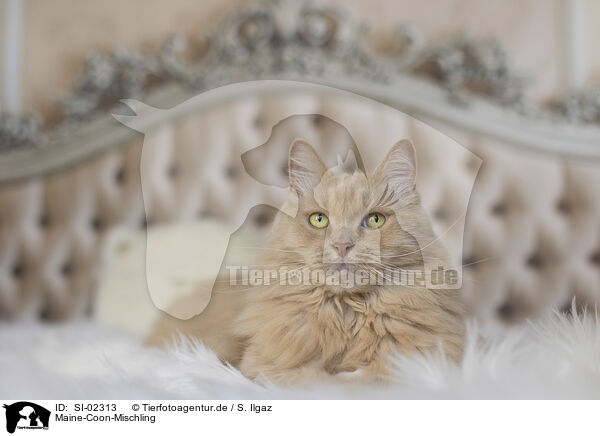 Maine-Coon-Mischling / SI-02313