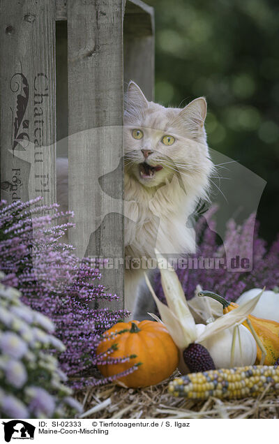 Maine-Coon-Mischling / Maine-Coon-Cross / SI-02333