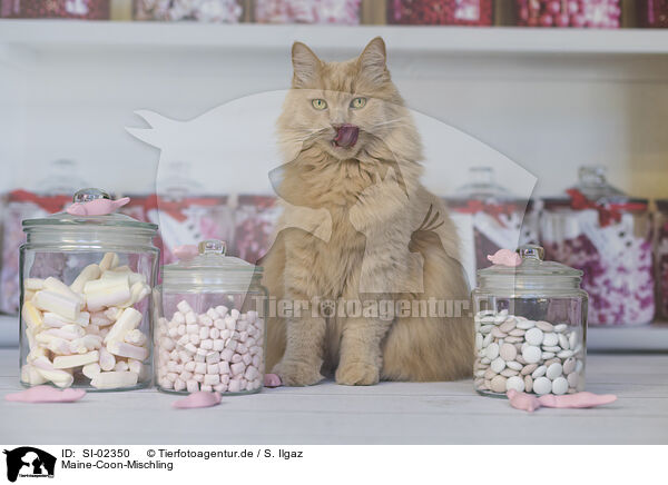 Maine-Coon-Mischling / SI-02350