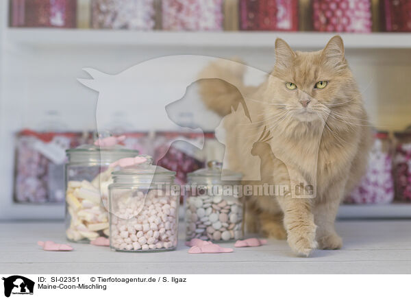 Maine-Coon-Mischling / SI-02351