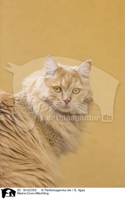 Maine-Coon-Mischling / SI-02352