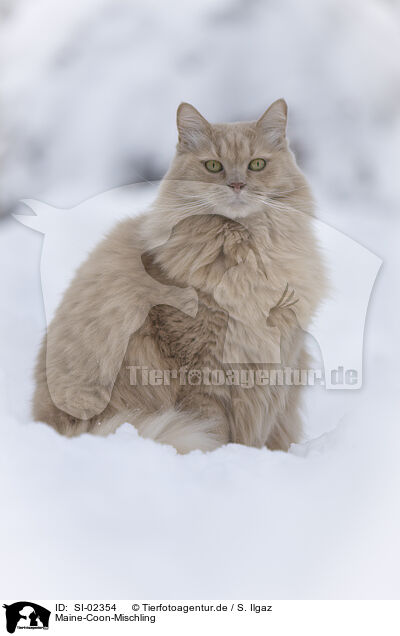 Maine-Coon-Mischling / Maine-Coon-Cross / SI-02354