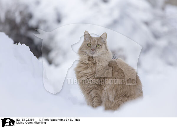 Maine-Coon-Mischling / SI-02357