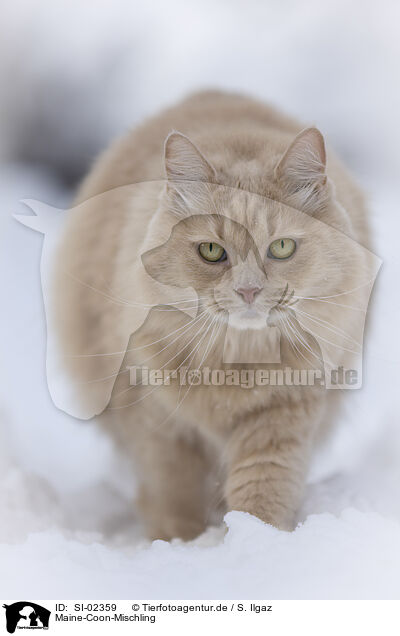 Maine-Coon-Mischling / SI-02359