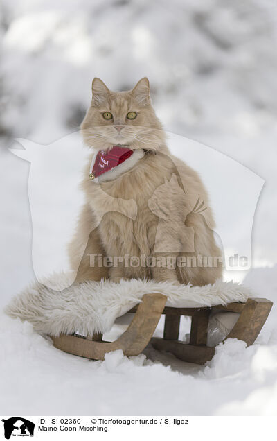 Maine-Coon-Mischling / SI-02360