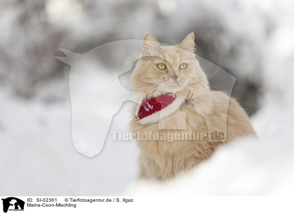 Maine-Coon-Mischling / SI-02361