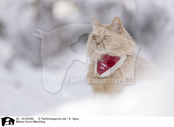 Maine-Coon-Mischling / SI-02362