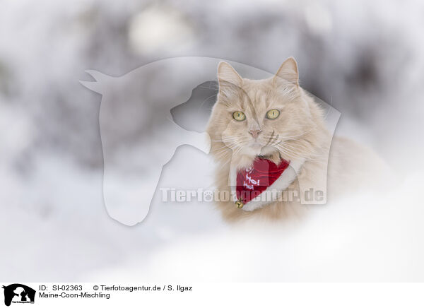 Maine-Coon-Mischling / SI-02363