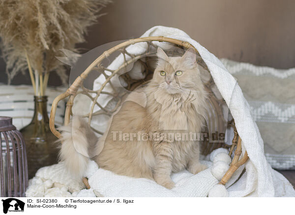 Maine-Coon-Mischling / Maine-Coon-Cross / SI-02380