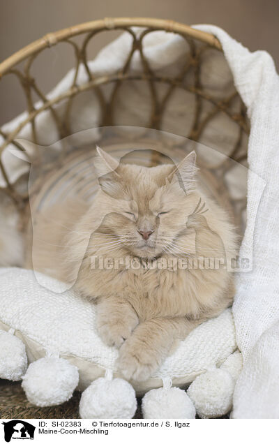 Maine-Coon-Mischling / Maine-Coon-Cross / SI-02383