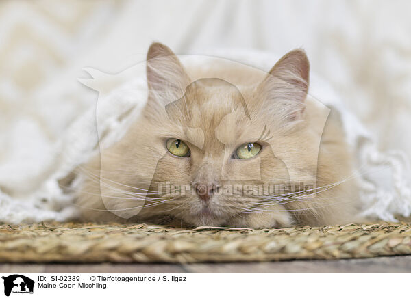 Maine-Coon-Mischling / Maine-Coon-Cross / SI-02389