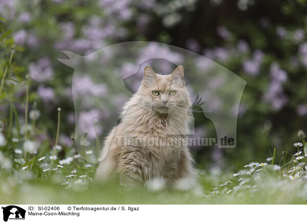 Maine-Coon-Mischling / Maine-Coon-Cross / SI-02406