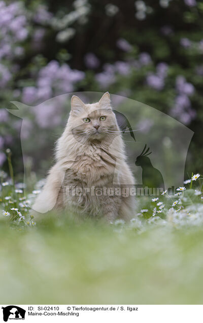 Maine-Coon-Mischling / Maine-Coon-Cross / SI-02410