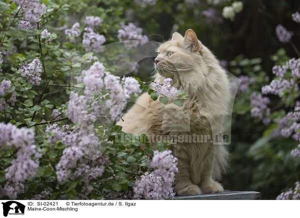 Maine-Coon-Mischling / Maine-Coon-Cross / SI-02421