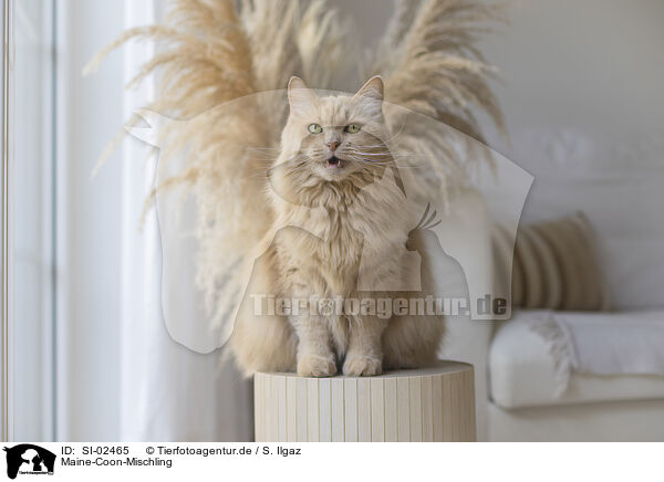 Maine-Coon-Mischling / Maine-Coon-Cross / SI-02465
