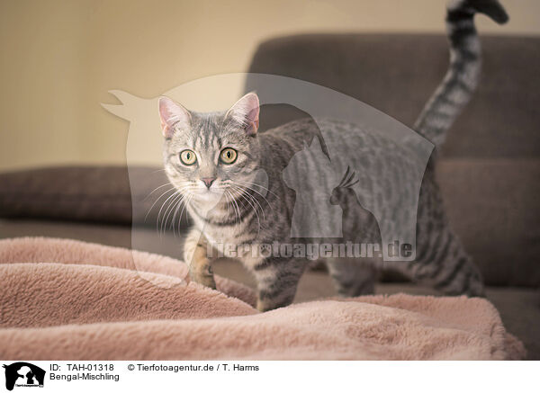 Bengal-Mischling / Bengal-Cross / TAH-01318