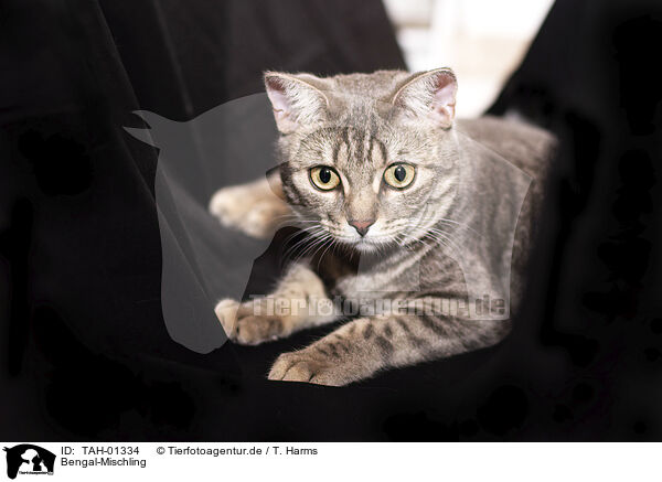 Bengal-Mischling / Bengal-Cross / TAH-01334