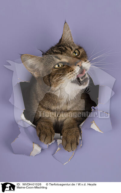 Maine-Coon-Mischling / Maine-Coon-Mongrel / WVDH-01026