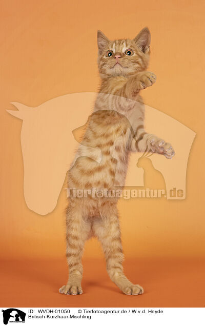 Britisch-Kurzhaar-Mischling / British-Shorthair-Cross / WVDH-01050