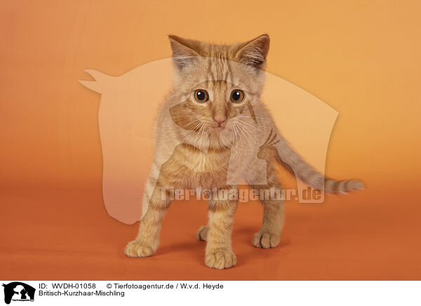 Britisch-Kurzhaar-Mischling / British-Shorthair-Cross / WVDH-01058