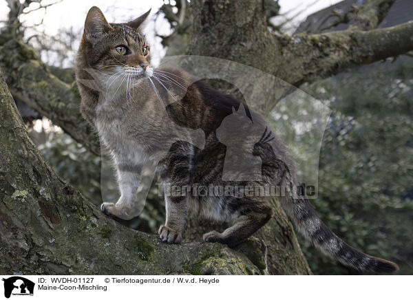Maine-Coon-Mischling / Maine-Coon-Mongrel / WVDH-01127