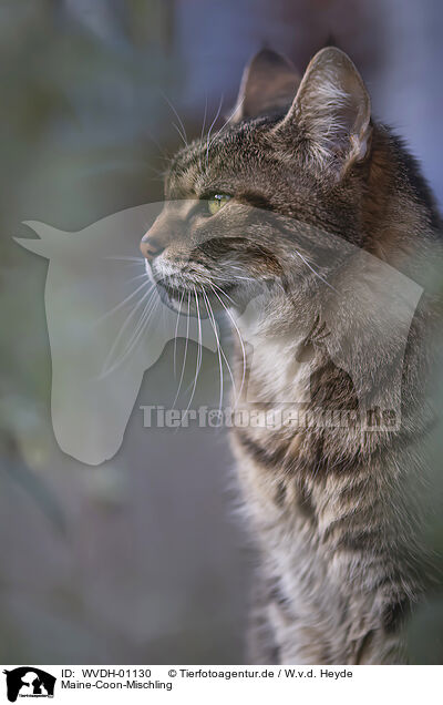 Maine-Coon-Mischling / Maine-Coon-Mongrel / WVDH-01130